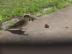 Sphaerospira fraseri