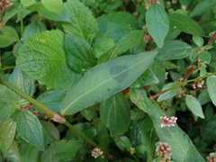 Persicaria maculosa
