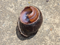 Sphaerospira fraseri