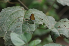 Heliophorus epicles