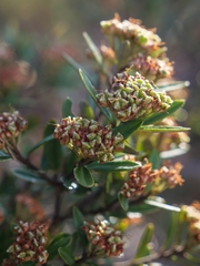 Phebalium squamulosum