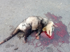 Didelphis albiventris