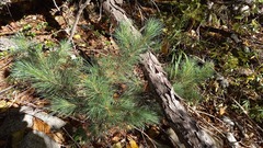 Pinus pumila