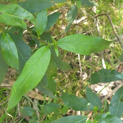 Prostanthera lasianthos