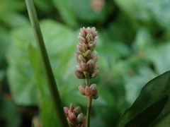 Persicaria maculosa