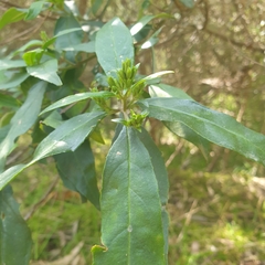 Prostanthera lasianthos