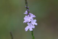 Verbena halei