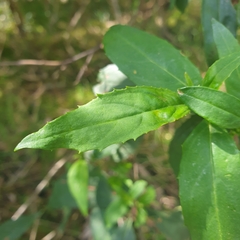 Prostanthera lasianthos