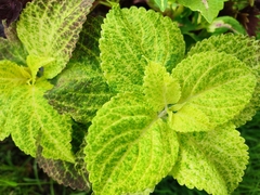 Coleus scutellarioides