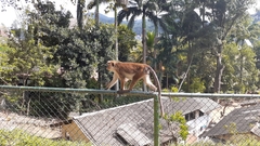 Macaca sinica