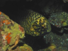 Pineconefish photo 3