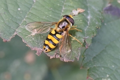 Eupeodes latifasciatus