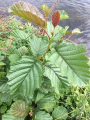 Alnus glutinosa