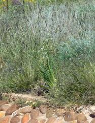 Albuca canadensis