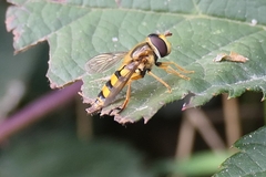 Eupeodes latifasciatus