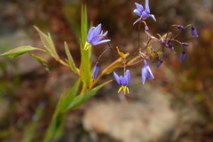 Stypandra glauca