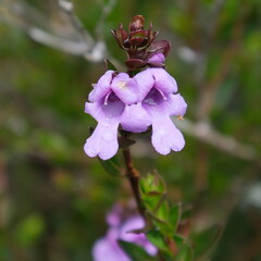 Euphrasia collina
