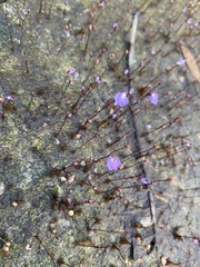 Utricularia lateriflora