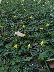 Arachis