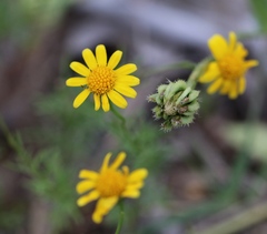 Thymophylla tenuiloba