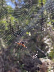 Gasteracantha quadrispinosa