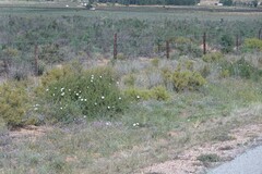 Convolvulus capensis