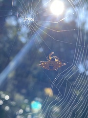Gasteracantha quadrispinosa