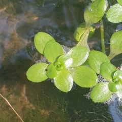 Callitriche stagnalis