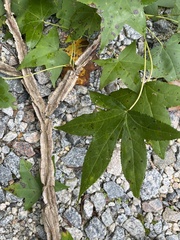 Liquidambar