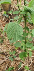 Leonotis nepetifolia