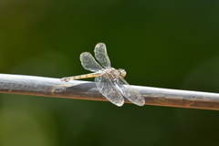 Potamarcha congener