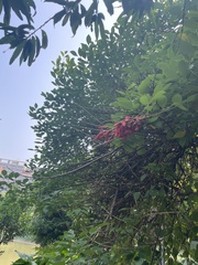 Erythrina crista-galli