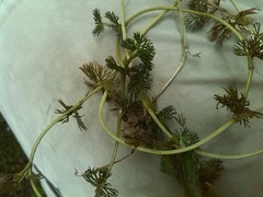 Ranunculus circinatus