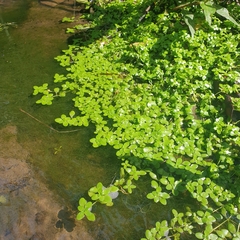 Callitriche stagnalis