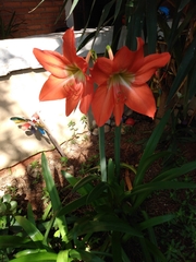 Hippeastrum