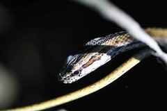 Mimophis