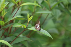 Polyura
