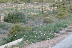 Convolvulus capensis