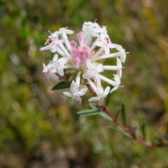 Pimelea linifolia