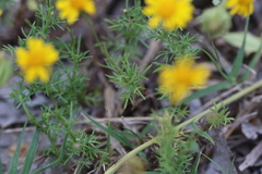 Thymophylla tenuiloba