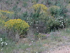 Convolvulus capensis
