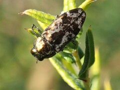 Diphucrania acuducta