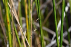 Lestes barbarus