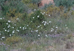 Convolvulus capensis