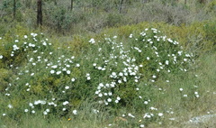 Convolvulus capensis