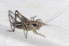 Platycleis albopunctata