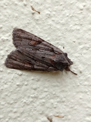 Lithophane furcifera