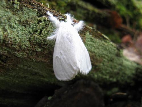 Swan Moth photographed in Belarus