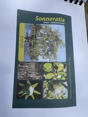 Sonneratia alba