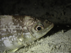 Spondyliosoma cantharus